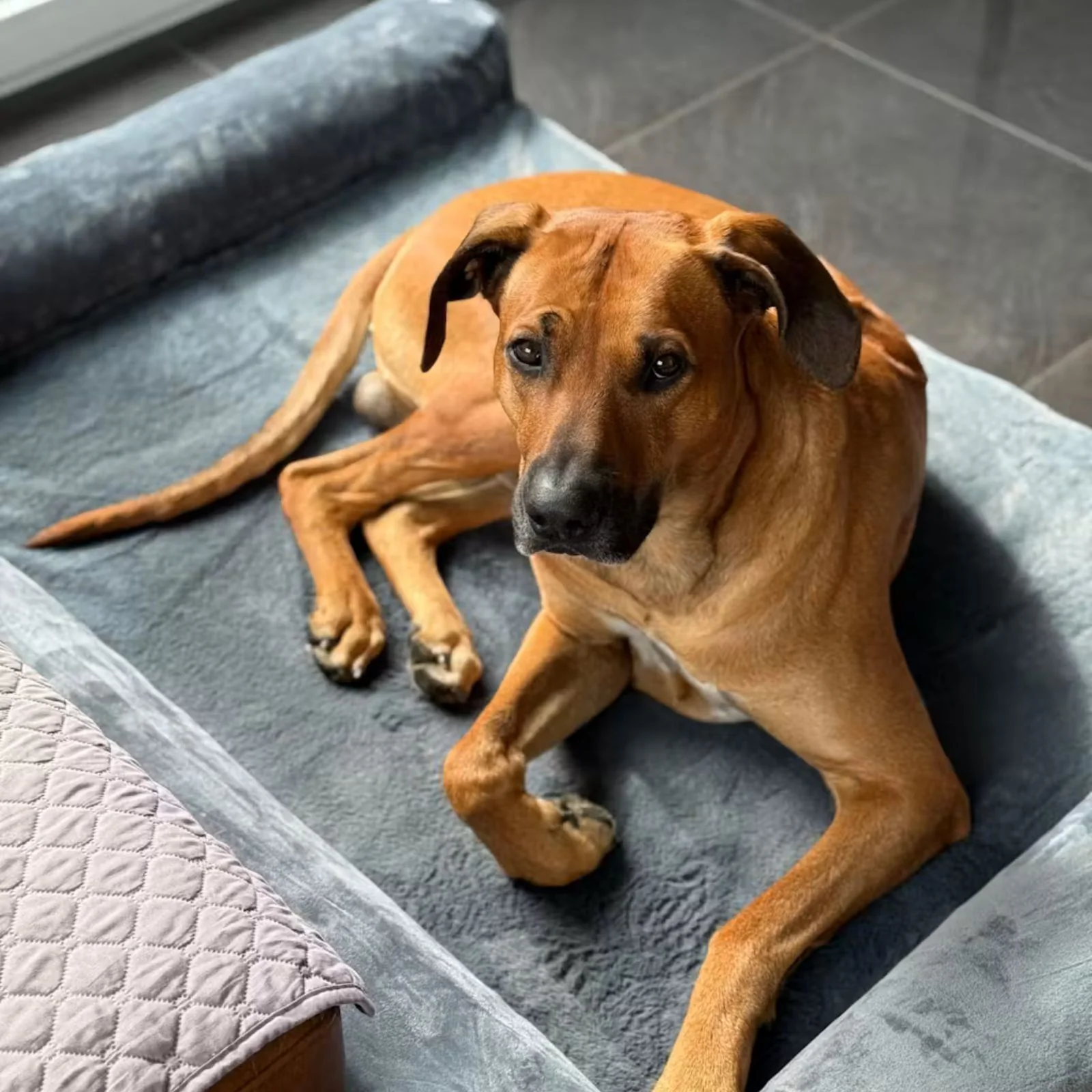 Hundebett Grösse XXL Hundekissen Tiermatte Hundesofa Haustiermatratze - Image 8